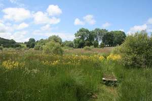 Banceithin_grassland