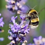 bee-lavender