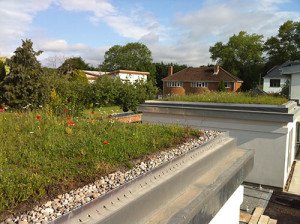 Wildlflower Green Roof on Garage