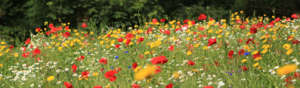 Wild lflower meadow