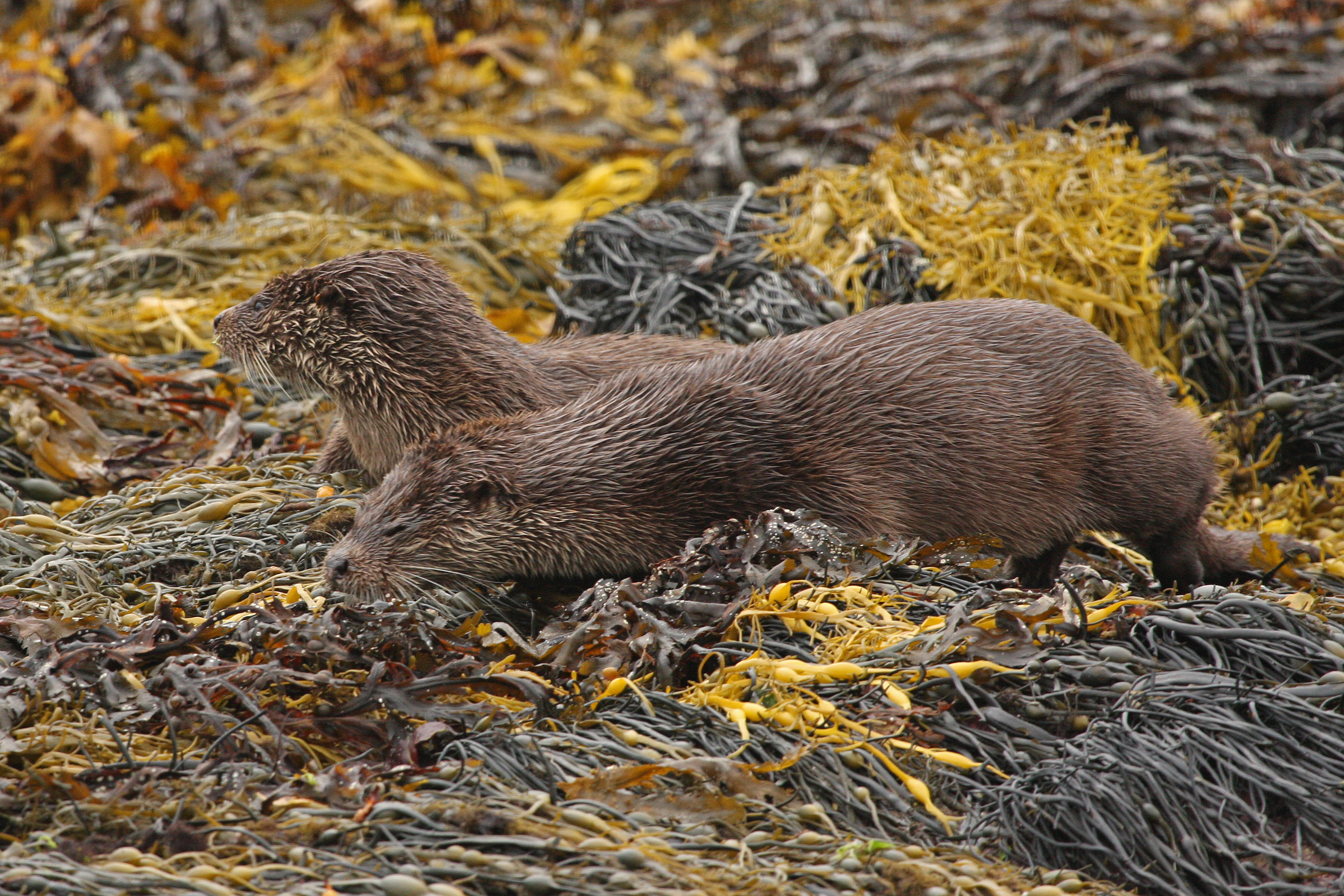 Two otters in seaweed (sideways view)