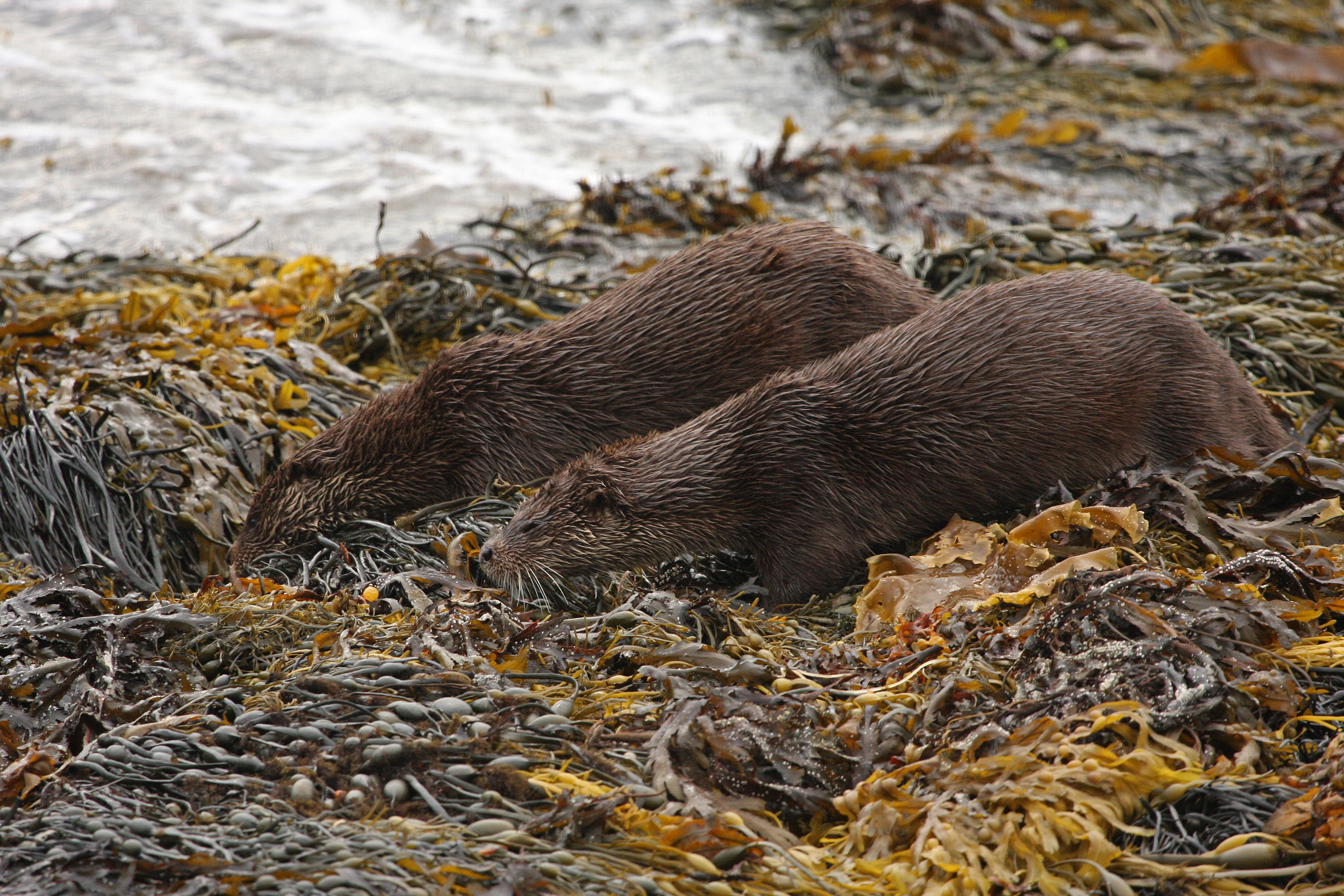 Two otters in seaweed