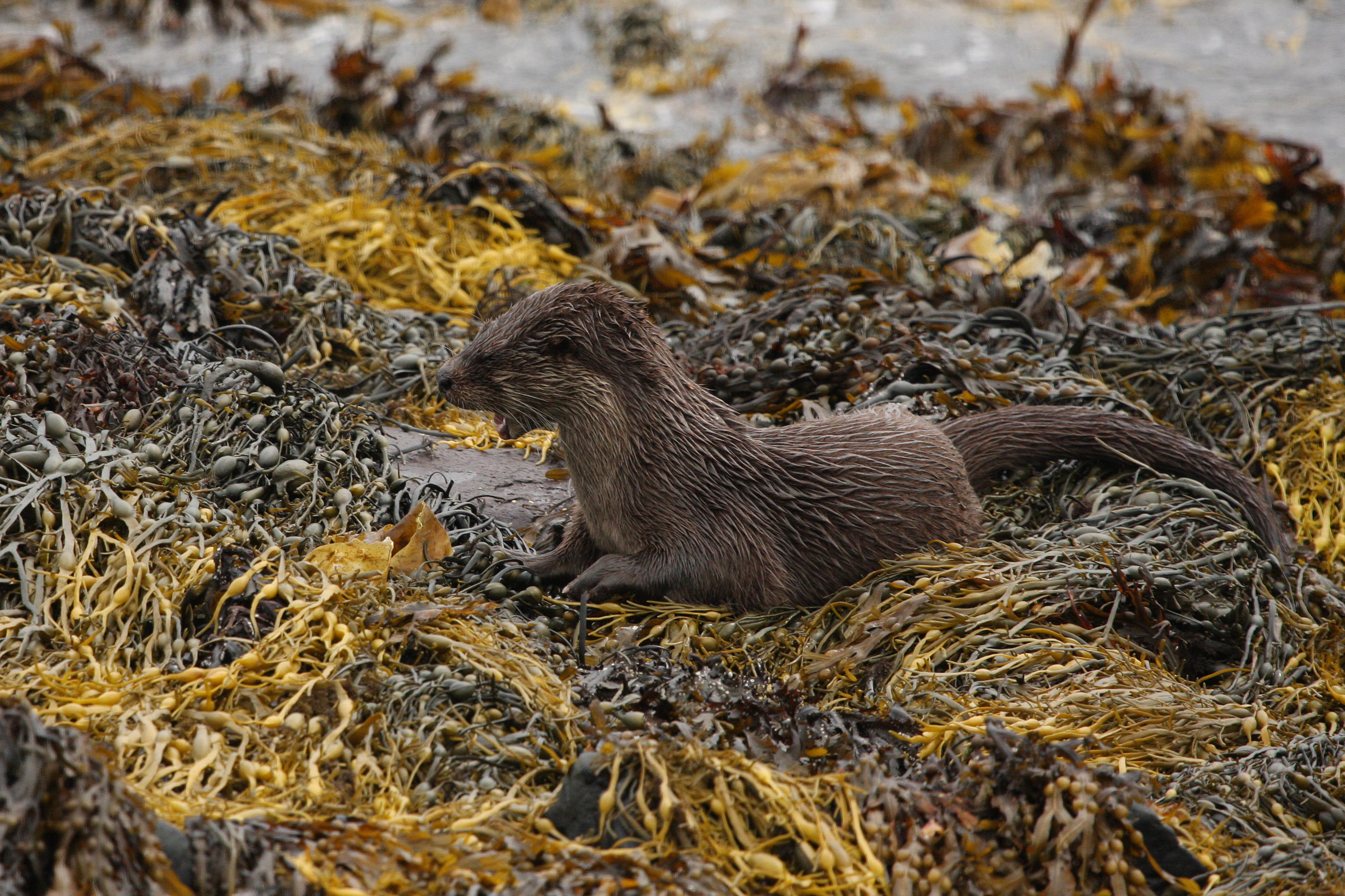 Young otter eating
