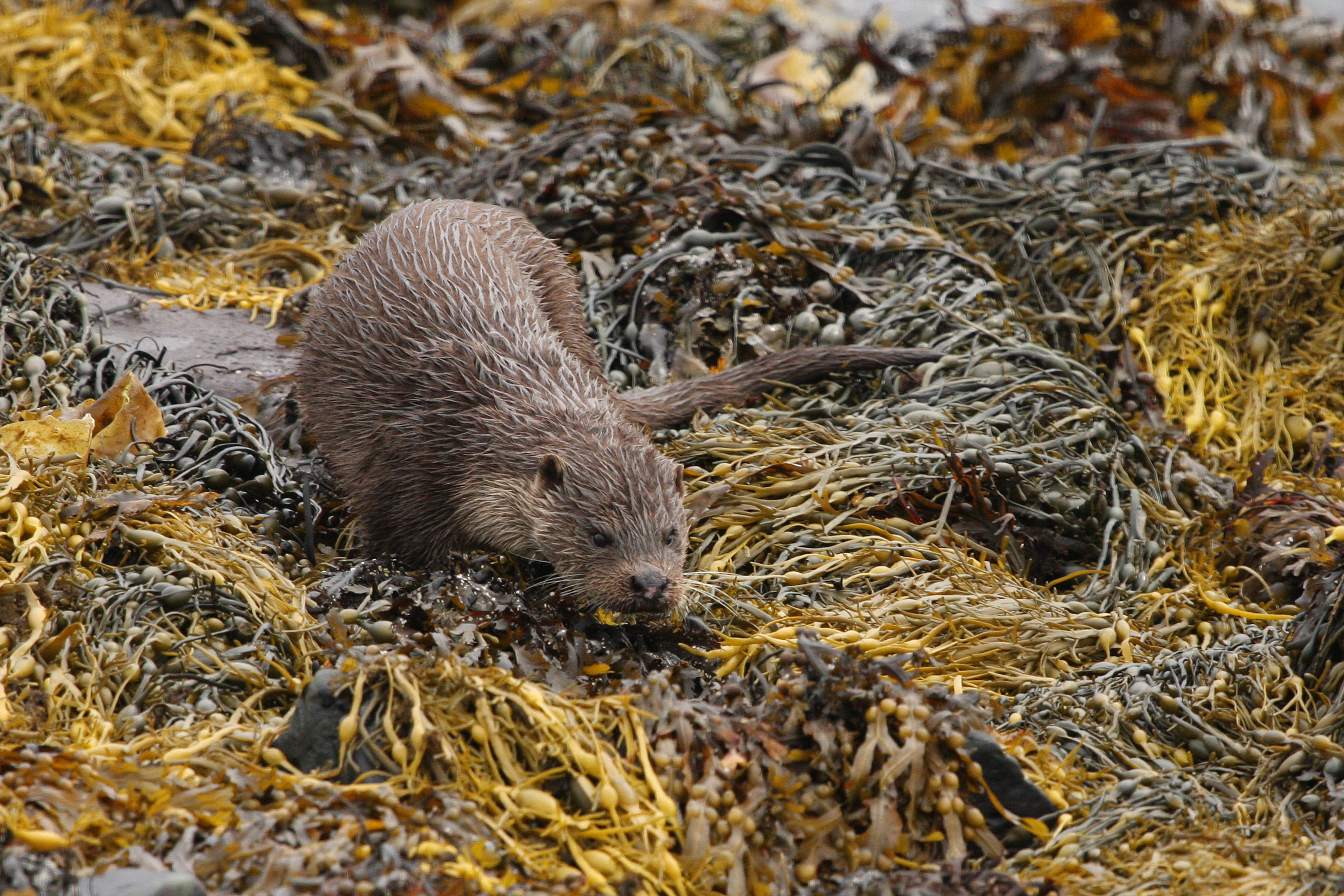 Young otter creeping through seaweed